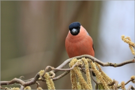 <p>HÝL OBECNÝ (Pyrrhula pyrrhula) Šluknovsko - Jiříkov ------- /Eurasian bullfinch - Gimpel/</p>